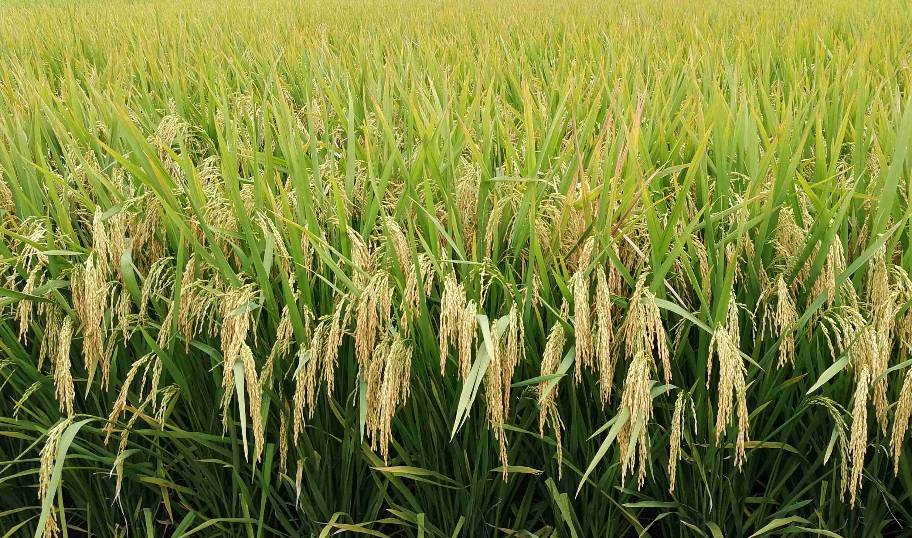 微信圖片_201906241055051(1).jpg 微信圖片_201906241055051(1).jpg