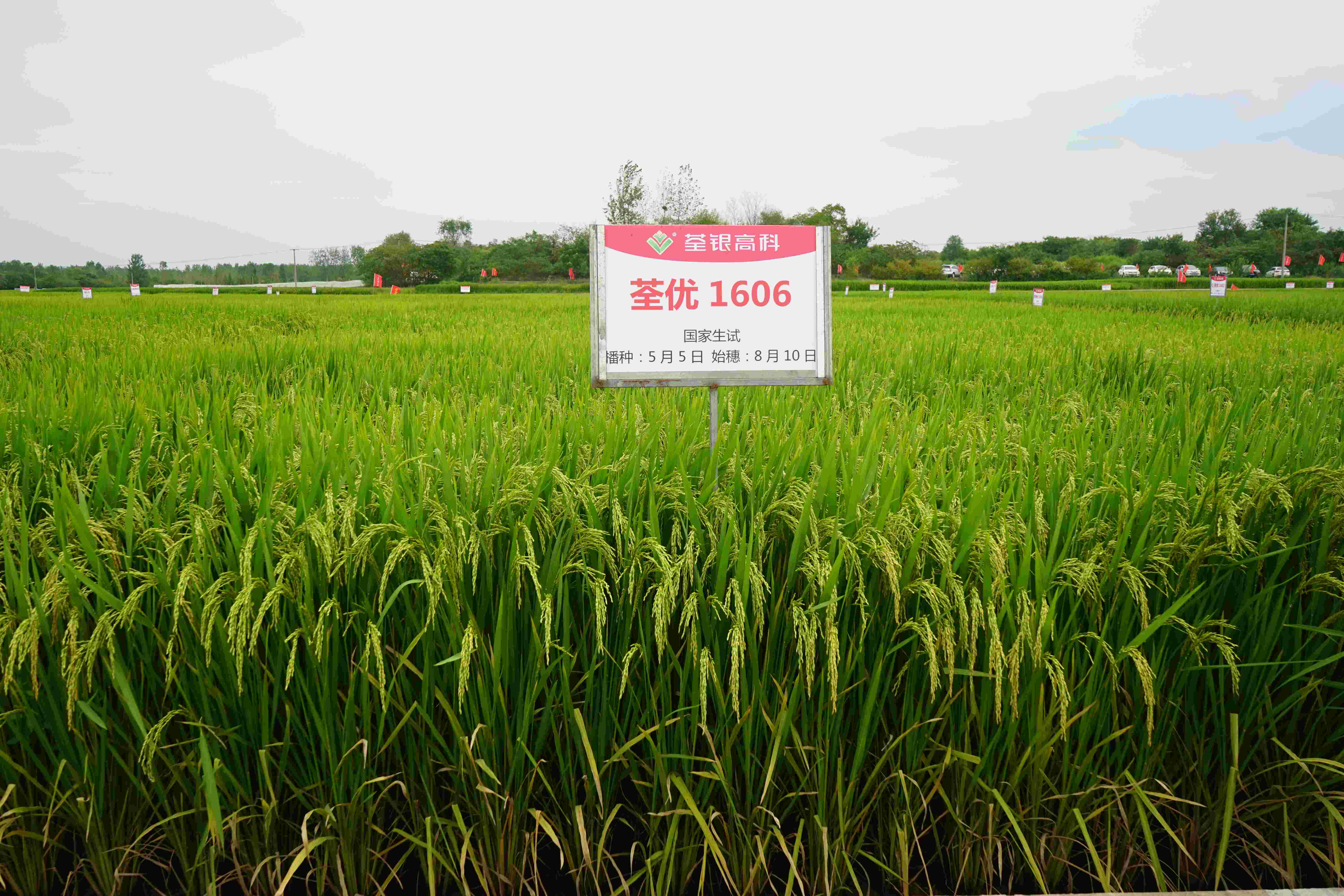 7、荃優(yōu)1606(1).jpg 7、荃優(yōu)1606(1).jpg