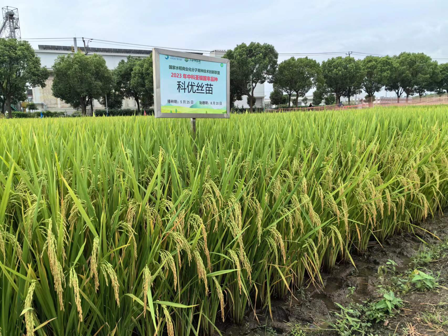 科優絲苗-3.jpg 科優絲苗-3.jpg